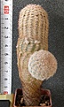 Нажмите на изображение для увеличения.

Название:	Echinocereus_primolanatus_MAO0051_-_500p
Просмотров:	1214
Размер:	165.9 Кб
ID:	351385