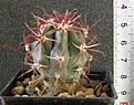 Нажмите на изображение для увеличения.

Название:	Ferocactus_gracilis_coloratus_RUS137_-_250p
Просмотров:	1203
Размер:	189.6 Кб
ID:	351386