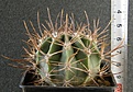Нажмите на изображение для увеличения.

Название:	Echinopsis_leucantha_VG1033_-_300p
Просмотров:	1202
Размер:	154.9 Кб
ID:	351387