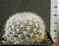 Нажмите на изображение для увеличения.

Название:	Mammillaria_candida_-_250p
Просмотров:	1205
Размер:	188.2 Кб
ID:	351388