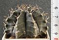 Нажмите на изображение для увеличения.

Название:	Gymnocalycium_mihanovichii_-_250p
Просмотров:	1196
Размер:	149.5 Кб
ID:	351389