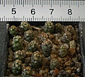 Нажмите на изображение для увеличения.

Название:	Escobaria_nelliae_SB423_-_100p
Просмотров:	1196
Размер:	177.9 Кб
ID:	351390