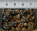 Нажмите на изображение для увеличения.

Название:	Turbinicarpus_rioverdensis_PP204_-_50-100p
Просмотров:	1196
Размер:	166.3 Кб
ID:	351391