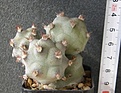Нажмите на изображение для увеличения.

Название:	Tephrocactus_articulatus_VG400a_-_500p
Просмотров:	1198
Размер:	85.1 Кб
ID:	351392