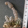 Нажмите на изображение для увеличения.

Название:	Maihueniopsis_sp._VG1053_-_300p
Просмотров:	1205
Размер:	105.1 Кб
ID:	351393