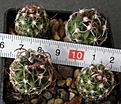 Нажмите на изображение для увеличения.

Название:	Echinofossulocactus_pentacanthus_-_100-200p
Просмотров:	1205
Размер:	114.8 Кб
ID:	351394