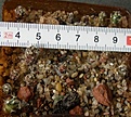 Нажмите на изображение для увеличения.

Название:	Mammillaria_roczekii_-_100p
Просмотров:	1201
Размер:	121.2 Кб
ID:	351395