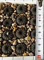Нажмите на изображение для увеличения.

Название:	Frailea_asterioides_FS485_-_150p
Просмотров:	1205
Размер:	120.9 Кб
ID:	351396