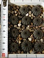 Нажмите на изображение для увеличения.

Название:	Frailea_asterioides_VG457_-_150p
Просмотров:	1199
Размер:	117.1 Кб
ID:	351397