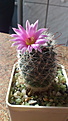 Нажмите на изображение для увеличения.

Название:	Mammillaria longiflora ssp stampferi.JPG
Просмотров:	129
Размер:	89.5 Кб
ID:	351426