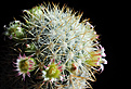 Нажмите на изображение для увеличения.

Название:	Mammillaria-microhelia.jpg
Просмотров:	150
Размер:	249.8 Кб
ID:	351487