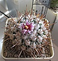 Нажмите на изображение для увеличения.

Название:	Echinofossulocactus_zacatecasensis_SB18_10y.JPG
Просмотров:	147
Размер:	130.5 Кб
ID:	351527