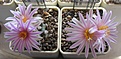 Нажмите на изображение для увеличения.

Название:	Turbinicarpus_pseudomacrochele_MZ583_8y.JPG
Просмотров:	157
Размер:	86.1 Кб
ID:	351528