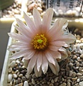 Нажмите на изображение для увеличения.

Название:	Pediocactus_RP103_2_8y.JPG
Просмотров:	157
Размер:	103.6 Кб
ID:	351531