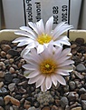 Нажмите на изображение для увеличения.

Название:	Pediocactus_knowltonii_SB304_8y.JPG
Просмотров:	145
Размер:	131.4 Кб
ID:	351532