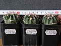 Нажмите на изображение для увеличения.

Название:	Ferocactus_latispinus_RUS001_-_250p
Просмотров:	1196
Размер:	155.4 Кб
ID:	351534