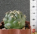 Нажмите на изображение для увеличения.

Название:	Coryphantha_elephantidens_-_200p
Просмотров:	1192
Размер:	65.7 Кб
ID:	351535