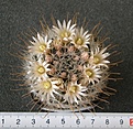 Нажмите на изображение для увеличения.

Название:	Mammillaria_pennispinosa_nazasensis_SB489_-_300p
Просмотров:	1203
Размер:	131.7 Кб
ID:	351537