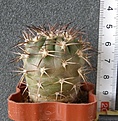 Нажмите на изображение для увеличения.

Название:	Acanthocalycium_thionanthum_P186_-_350p
Просмотров:	1202
Размер:	108.6 Кб
ID:	351540