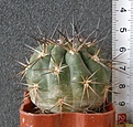 Нажмите на изображение для увеличения.

Название:	Acanthocalycium_variiflorum_P149_-_350p
Просмотров:	1209
Размер:	107.8 Кб
ID:	351541