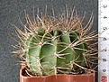 Нажмите на изображение для увеличения.

Название:	Acanthocalycium_klimpelianum_P91_-_600p
Просмотров:	1200
Размер:	169.4 Кб
ID:	351542