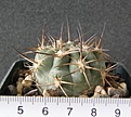 Нажмите на изображение для увеличения.

Название:	Acanthocalycium_thionanthum_copiapoides_LF42_-_300p
Просмотров:	1200
Размер:	116.3 Кб
ID:	351543