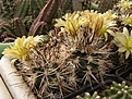 Нажмите на изображение для увеличения.

Название:	Echinocereus davisii.jpg
Просмотров:	128
Размер:	117.7 Кб
ID:	351580