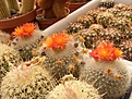 Нажмите на изображение для увеличения.

Название:	Notocactus haselbergii.jpg
Просмотров:	130
Размер:	138.1 Кб
ID:	351583