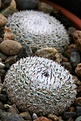 Нажмите на изображение для увеличения.

Название:	Mammillaria_cadereytensis_Rep1036.jpg
Просмотров:	553
Размер:	201.9 Кб
ID:	351610