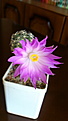 Нажмите на изображение для увеличения.

Название:	Mammillaria roczekii.JPG
Просмотров:	130
Размер:	54.7 Кб
ID:	351615