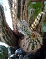 Нажмите на изображение для увеличения.

Название:	Echinocereus fitchii.jpg
Просмотров:	134
Размер:	199.8 Кб
ID:	351647