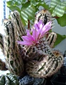 Нажмите на изображение для увеличения.

Название:	Echinocereus fitchii_.jpg
Просмотров:	138
Размер:	181.6 Кб
ID:	351648
