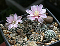 Нажмите на изображение для увеличения.

Название:	Gymnocalycium_bruchii_glaucum_VG471.jpg
Просмотров:	123
Размер:	200.2 Кб
ID:	351687