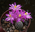 Нажмите на изображение для увеличения.

Название:	Mammillaria_goldii_.jpg
Просмотров:	138
Размер:	166.8 Кб
ID:	351689