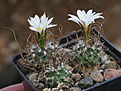 Нажмите на изображение для увеличения.

Название:	Turbinicarpus_graminispinus.jpg
Просмотров:	148
Размер:	217.4 Кб
ID:	351690