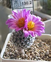 Нажмите на изображение для увеличения.

Название:	Gymnocactus_booleanus_MZ643_7y_2.JPG
Просмотров:	153
Размер:	117.8 Кб
ID:	351691