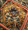 Нажмите на изображение для увеличения.

Название:	Gymnocalycium neuhuberi GN77.jpg
Просмотров:	153
Размер:	179.0 Кб
ID:	351705