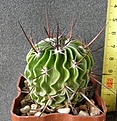 Нажмите на изображение для увеличения.

Название:	Echinofossulocactus_arrigens_-_600p
Просмотров:	1196
Размер:	138.9 Кб
ID:	351732