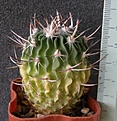 Нажмите на изображение для увеличения.

Название:	Echinofossulocactus_grandicornis_SB437_-_200p
Просмотров:	1207
Размер:	199.3 Кб
ID:	351734