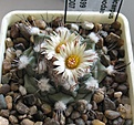 Нажмите на изображение для увеличения.

Название:	Turbinicarpus_swobodae_L1499_8y.JPG
Просмотров:	205
Размер:	126.9 Кб
ID:	351738