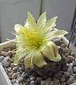 Нажмите на изображение для увеличения.

Название:	Copiapoa_humilis_KH1058_5y.JPG
Просмотров:	194
Размер:	97.4 Кб
ID:	351739