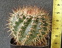 Нажмите на изображение для увеличения.

Название:	Notocactus_roseoluteus_-_350p
Просмотров:	1197
Размер:	108.1 Кб
ID:	351743