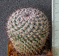 Нажмите на изображение для увеличения.

Название:	Mammillaria_chionocephala_P283_-_250p
Просмотров:	1177
Размер:	247.7 Кб
ID:	351745