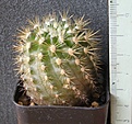 Нажмите на изображение для увеличения.

Название:	Neoporteria_litoralis_RUS188_-_300p
Просмотров:	1192
Размер:	212.5 Кб
ID:	351748