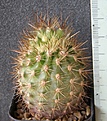 Нажмите на изображение для увеличения.

Название:	Neoporteria_litoralis(2)_RUS188_-_300p
Просмотров:	1196
Размер:	217.9 Кб
ID:	351749