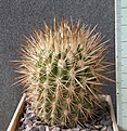 Нажмите на изображение для увеличения.

Название:	Neoporteria_chilensis_albidiflora_WK74_-_450p
Просмотров:	1184
Размер:	223.5 Кб
ID:	351751