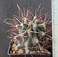 Нажмите на изображение для увеличения.

Название:	Ancistrocactus_uncinatus_wrightii_SB338_-_500p
Просмотров:	1187
Размер:	239.8 Кб
ID:	351752