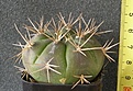 Нажмите на изображение для увеличения.

Название:	Gymnocalycium_eurypleurum_-_300p
Просмотров:	1193
Размер:	93.0 Кб
ID:	351754