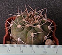 Нажмите на изображение для увеличения.

Название:	Gymnocalycium_pugionacanthum_VG200_-_200p
Просмотров:	1180
Размер:	226.5 Кб
ID:	351755
