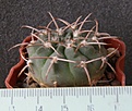 Нажмите на изображение для увеличения.

Название:	Gymnocalycium_ritterianum_WR126(?)_-_150p
Просмотров:	355
Размер:	205.8 Кб
ID:	351756